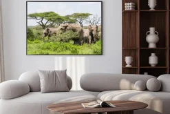 Plakat: Stado słoni stojących wśród drzew akacji na krajobraz serengeti