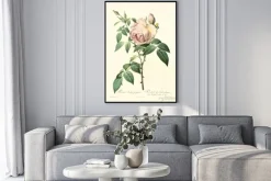 Plakat: Stara rycina z gałązką róży