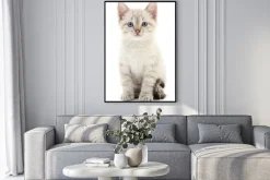 Plakat: Szare kocię o niebieskich oczach