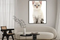 Plakat: Szare kocię o niebieskich oczach