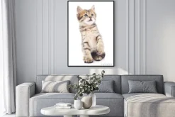 Plakat: Szary kotek odtwarzane.