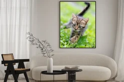 Plakat: Szary kotek w trawie