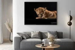 Plakat: Trochę lwiątko na czarnym tle