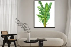 Plakat: Tropical plants, banana palm on an isolated white background,