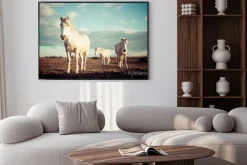 Plakat: Trzy białe konie