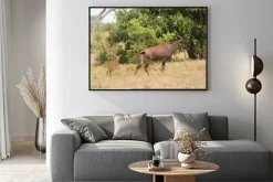 Plakat: Tsessebe mama i cielę