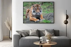 Plakat: Tygrys sumatrzański