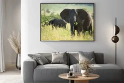 Plakat: Wielki słoń afrykański w parku narodowym serengeti