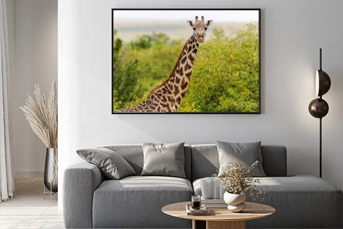 Plakat: Żyrafa