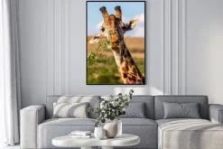 Plakat: Żyrafa jedzenia
