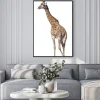 Plakat: Żyrafa samodzielnie na białym tle