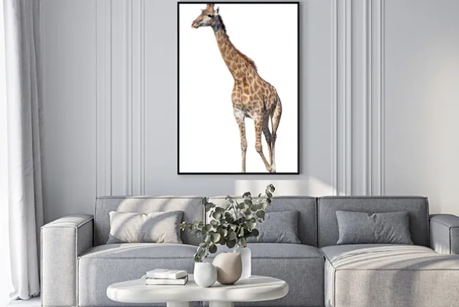 Plakat: Żyrafa samodzielnie na białym tle