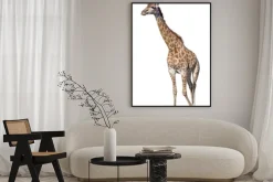 Plakat: Żyrafa samodzielnie na białym tle