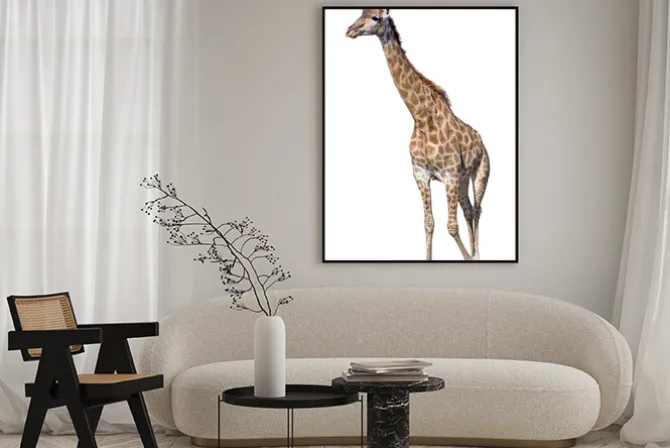 Plakat: Żyrafa samodzielnie na białym tle