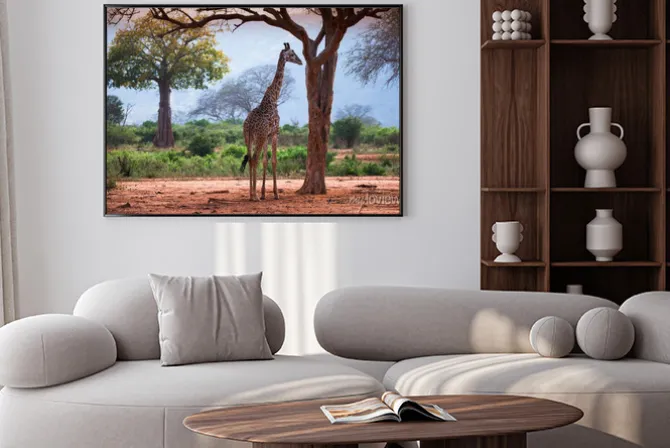 Plakat: Żyrafa z baobabu