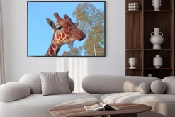 Plakat: Żyrafa zdjęcia