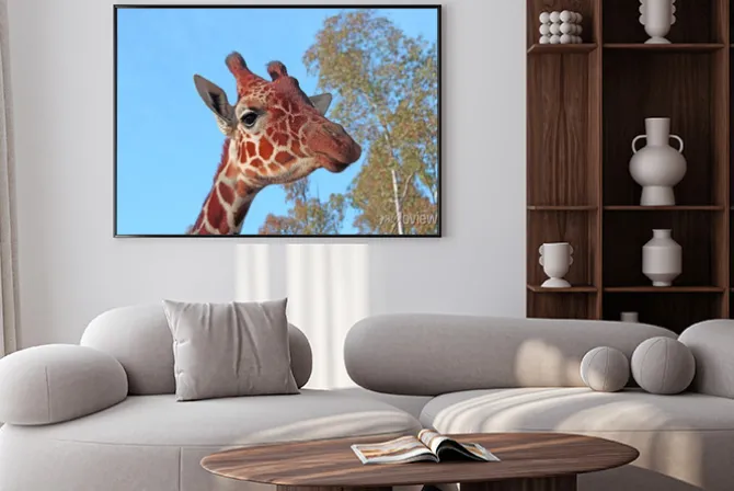 Plakat: Żyrafa zdjęcia