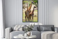 Plakat: Żyrafy na łące
