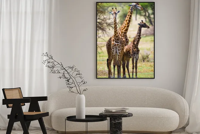 Plakat: Żyrafy na łące