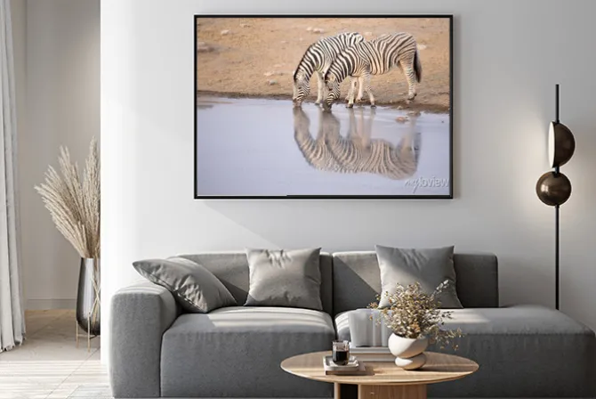 Plakat: Zebra picia z otworem wody