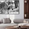 Plakat: Zebra w safari w tel awiwie