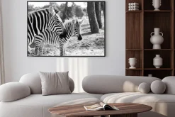 Plakat: Zebra w safari w tel awiwie
