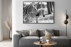 Plakat: Zebra w safari w tel awiwie