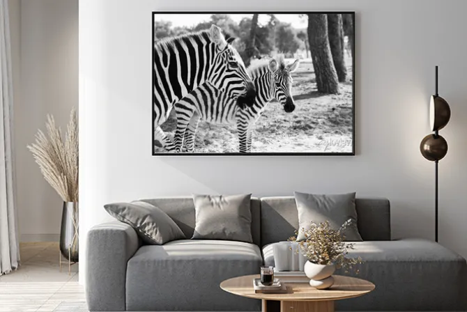 Plakat: Zebra w safari w tel awiwie