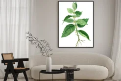 Plakat: Ziele pokrzywy, ziele lecznicze i żywności pokrzywy roślin na