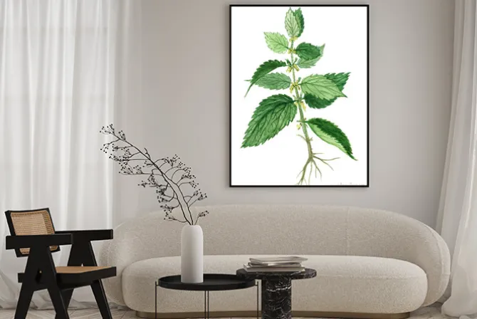 Plakat: Ziele pokrzywy, ziele lecznicze i żywności pokrzywy roślin na