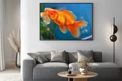 Plakat: Złota ryba, rybka podwodne