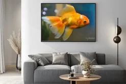 Plakat: Złota ryba, rybka podwodne