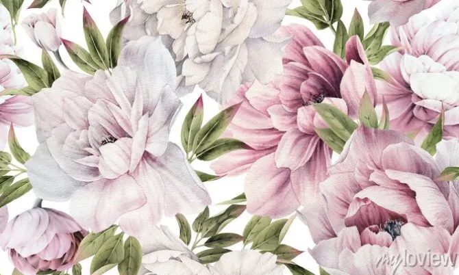 Tapeta: Duże pąki różowej piwonii malowane akwarelą