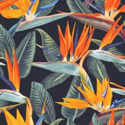 Tapeta: Kwiaty strelicji królewskiej na ciemnym tle