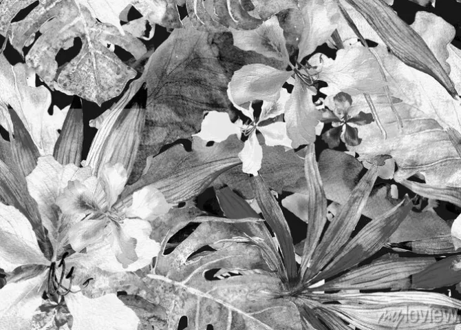 Tapeta: Liście na czarno-białym malunku