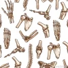 Tapeta: Ludzkie szkielet ko? ci bezszwowych wzór t? a