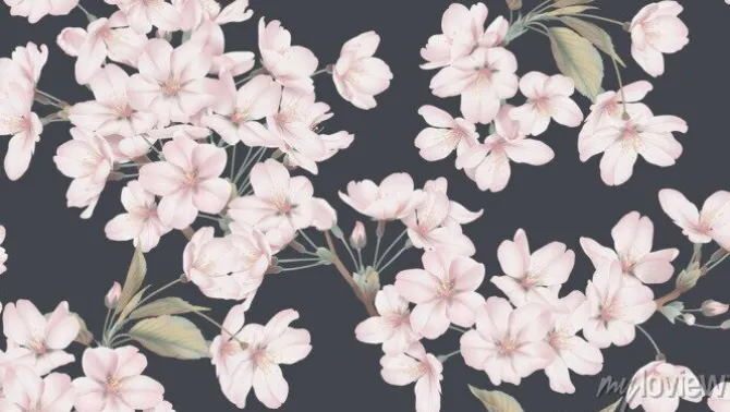 Tapeta: Różowe kwiaty wiśni na ciemnym tle