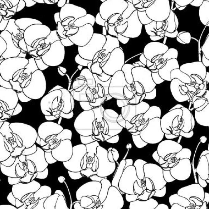 Tapeta: Taniec orchidea